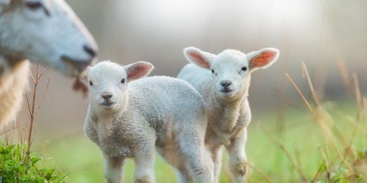 Livestock Loans